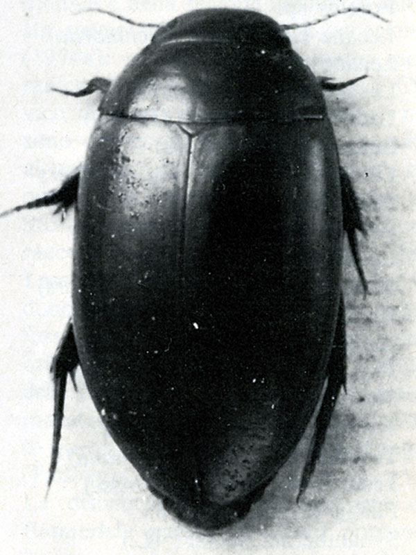 Coleottero ditiscide (Gaurodytes paludosus)