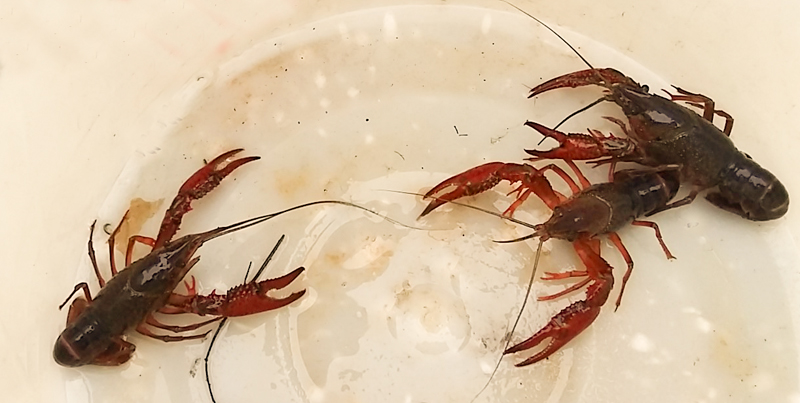 LIFE SILIFFE - Action for the control of the allochthonous shrimps 