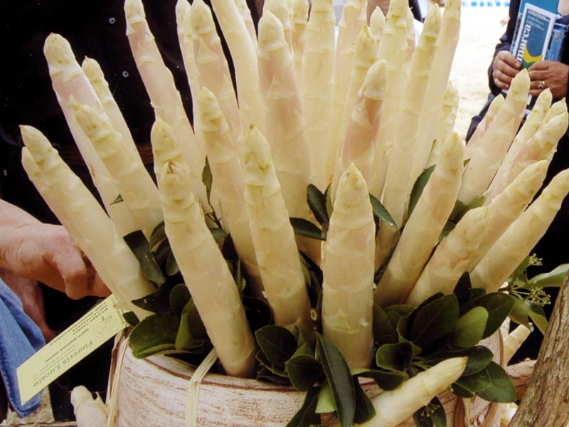 Asparagus from Badoere